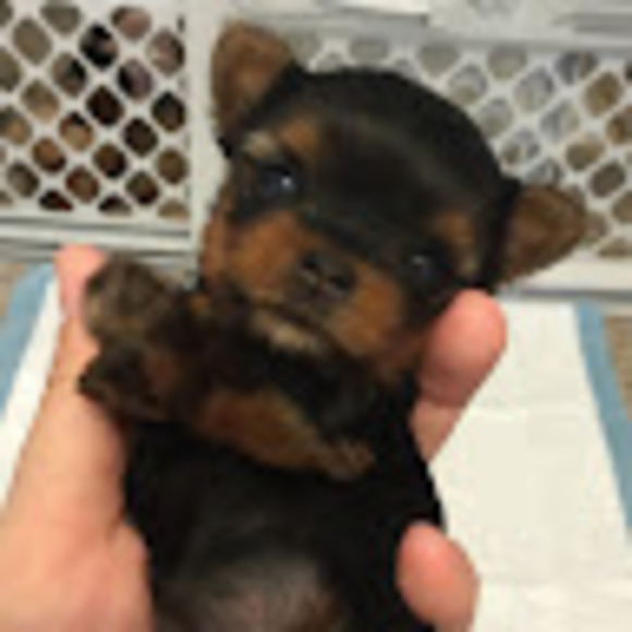 Meet your Posher, Sally - Picture 1 of 1